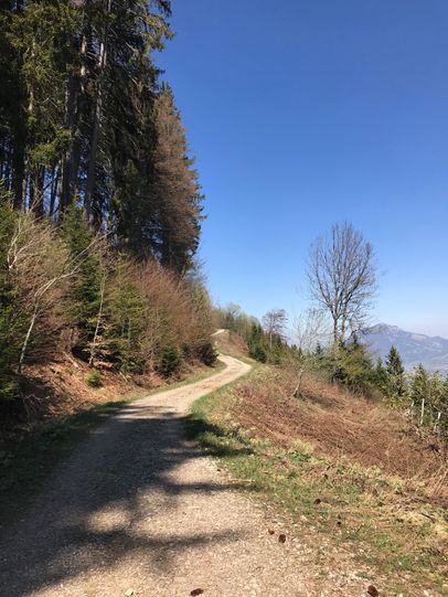 Forstweg zur Buchloer Hütte