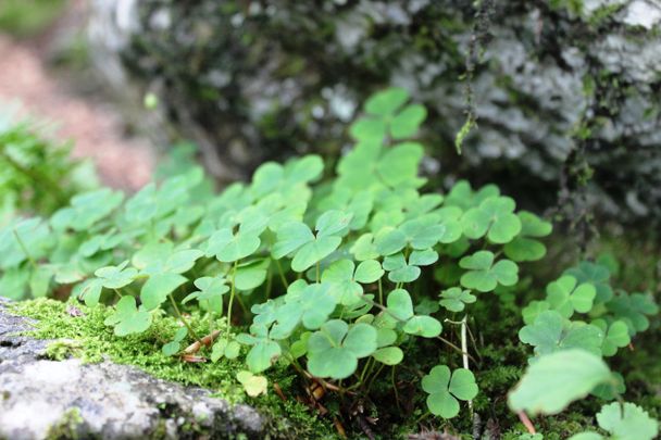 Viel zu entdecken in der Reichenbachklamm