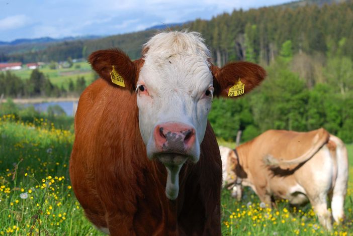 unsere glücklichen Rinder