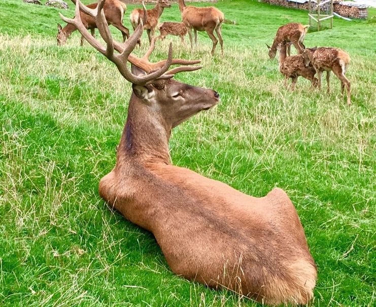 Wildgehege in Balderschwang im Allgäu