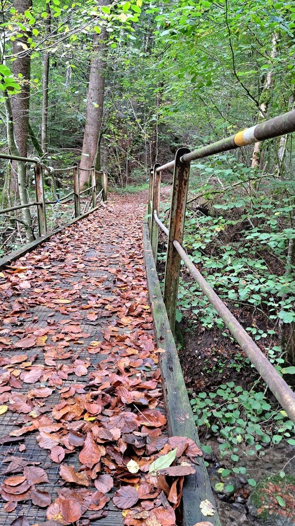 Von Lingenau auf den Rotenberg – Enkeltaugliche Wanderung in wunderschöner Kulturlandschaft