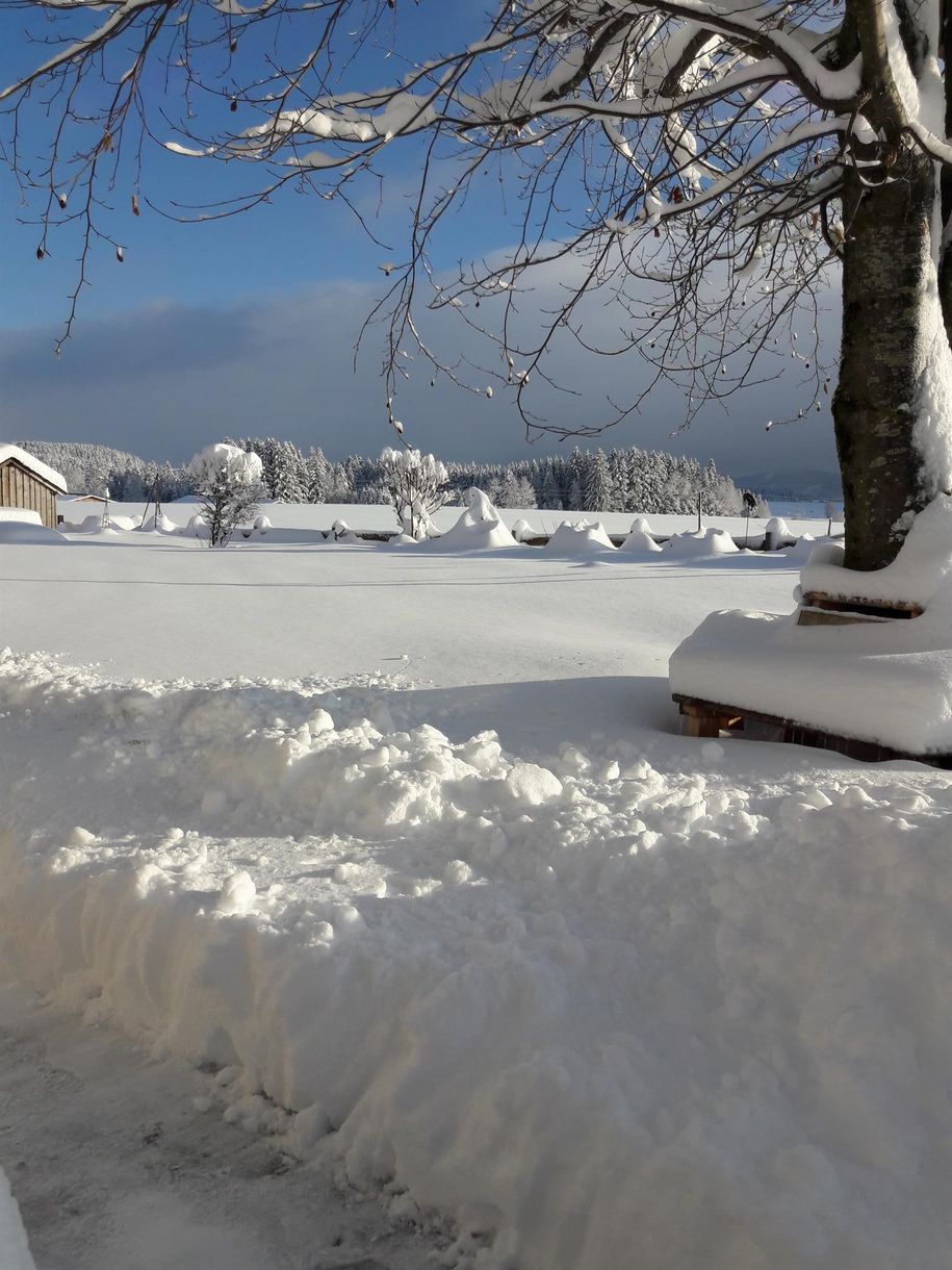 im Garten Haus Schabel Jan. 2021