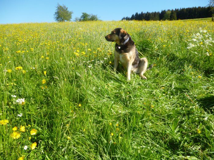 Unser lieber Hofhund