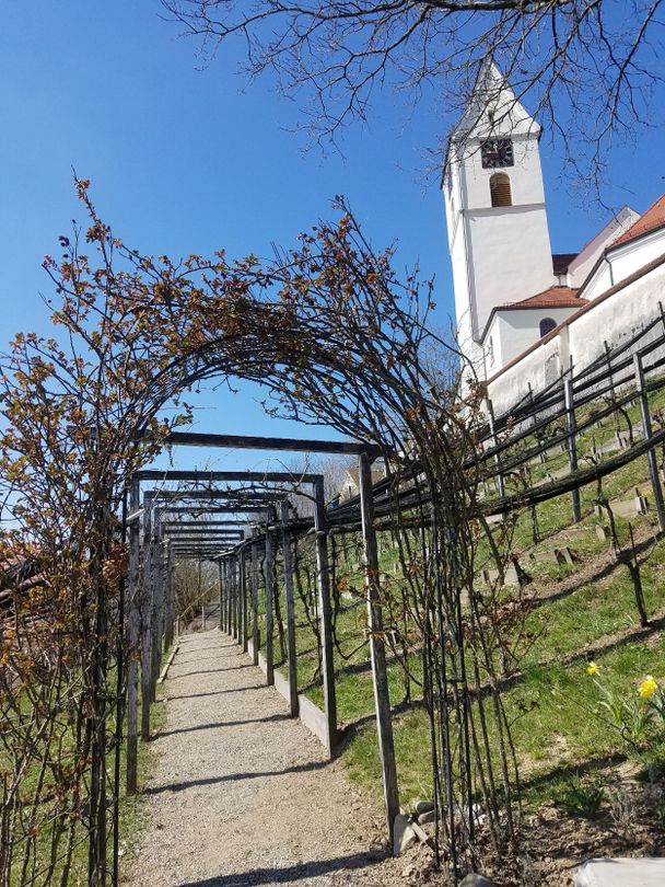 Der Weinberg in Leupolz