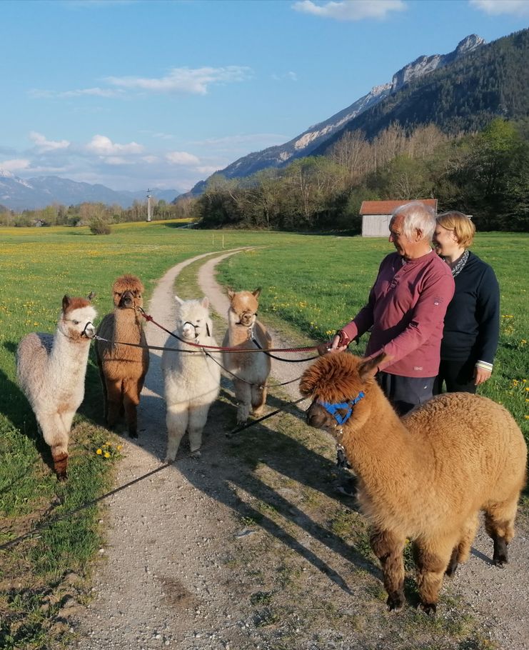 Allgäu Alpakas mit Bergkulisse im Hintergrund