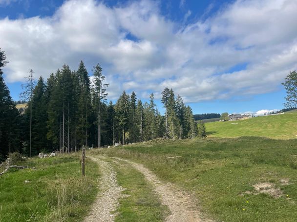 Forststraße bei den Eineneck Alpen