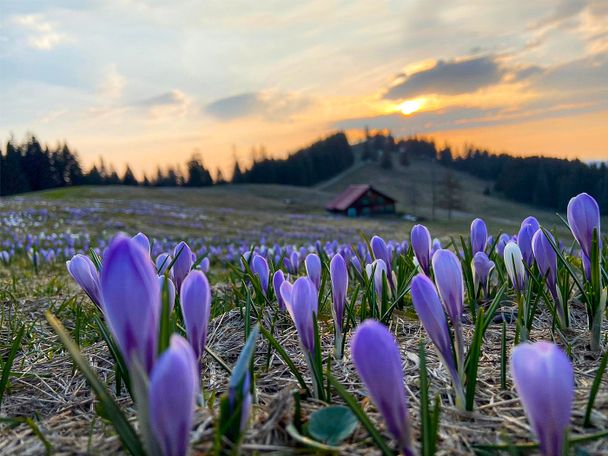 Frühlingsboten am Hochsiedel