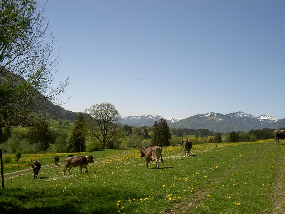 Landschaft_im_Allgaeu