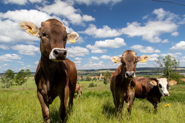 Tierische Wegbegleiter