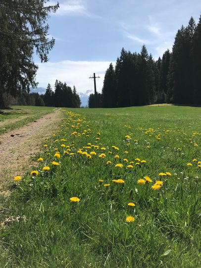 Wiesenweg Richtung Fischen-Weiler