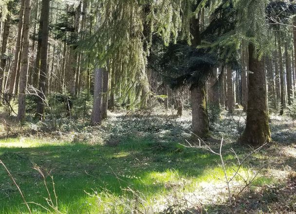 Weißtannen im Buchwald