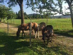 unsere Ponys