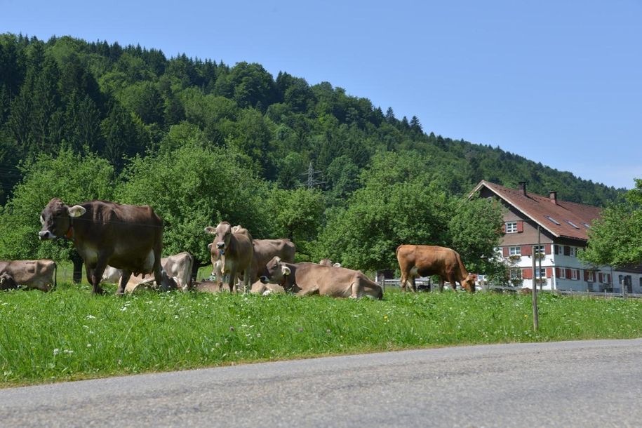 unsere Kühe dürfen jeden Tag auf die Wiese