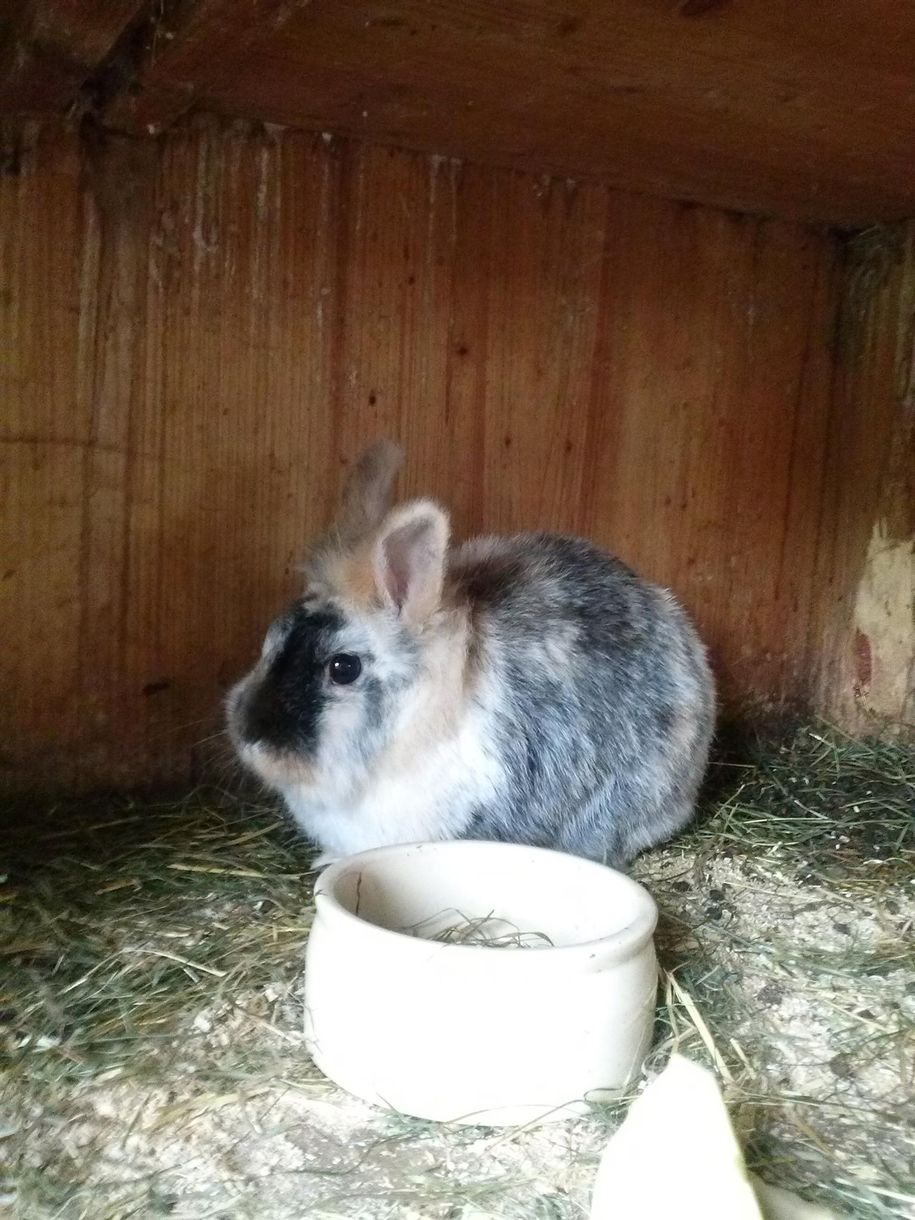 unser Hase "Popcorn"