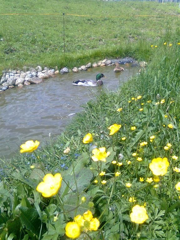 Unsere Enten