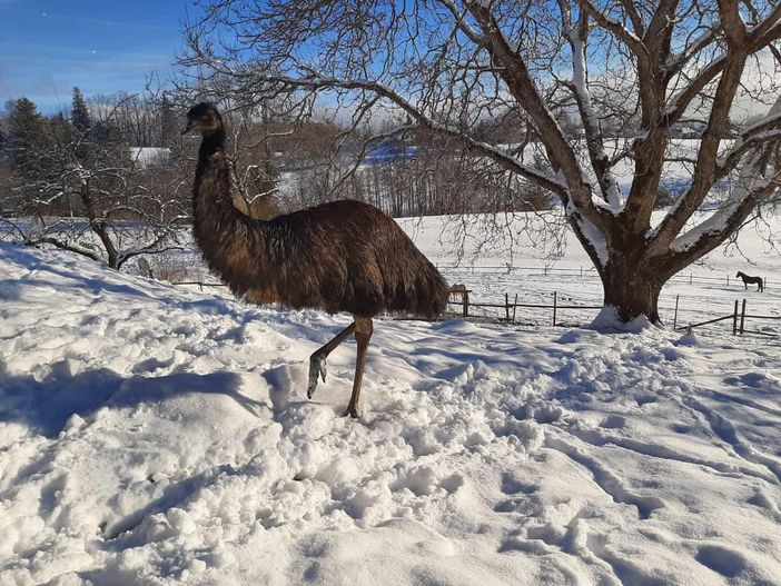 Emu - Ken