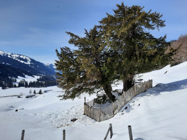 Von Balderschwang auf den Heidenkopf