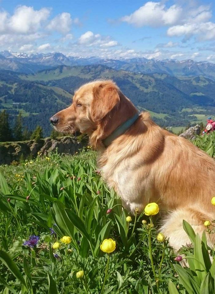 Leo auf dem Berg