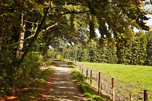 Naturerlebnis Wald