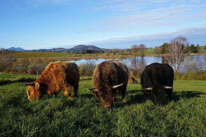 Highland - Cattle