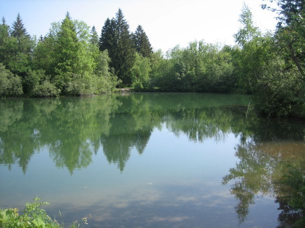 Der idyllische Auwaldsee in Immenstadt