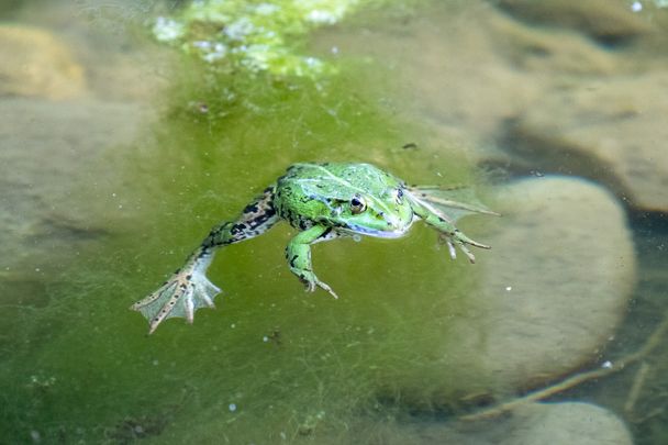 Frosch im Wasser beim Wasserspielplatz in Seibranz