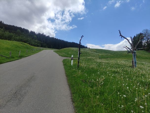 Bunter Baum zwischen Heimhofen und Rutzhofen