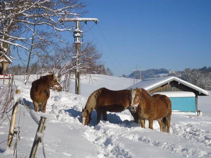 Haflinger