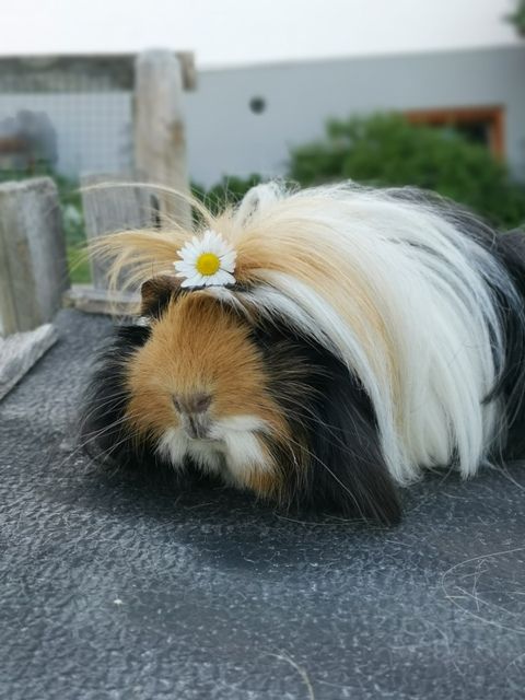 Meerschweinchen mit Blume im Haar