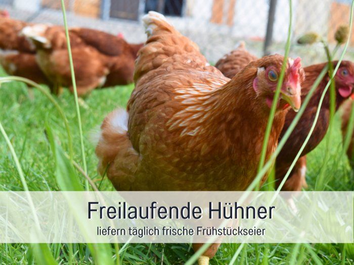 huehner-eier-fruehstueck