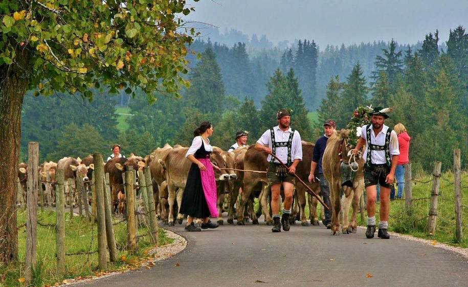 Viehscheid auf der Alpe Kögelhof