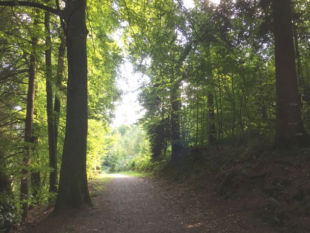 Waldweg