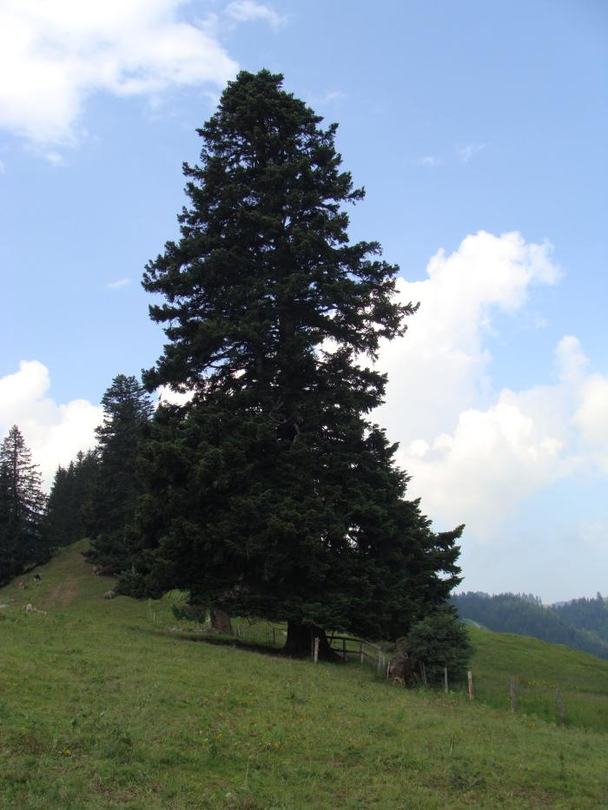 Alte Weißtanne auf der Alpweide