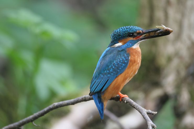 05052024-Der-fruehe-Vogel-faengt-den-Wurm-Dieter-Hopf