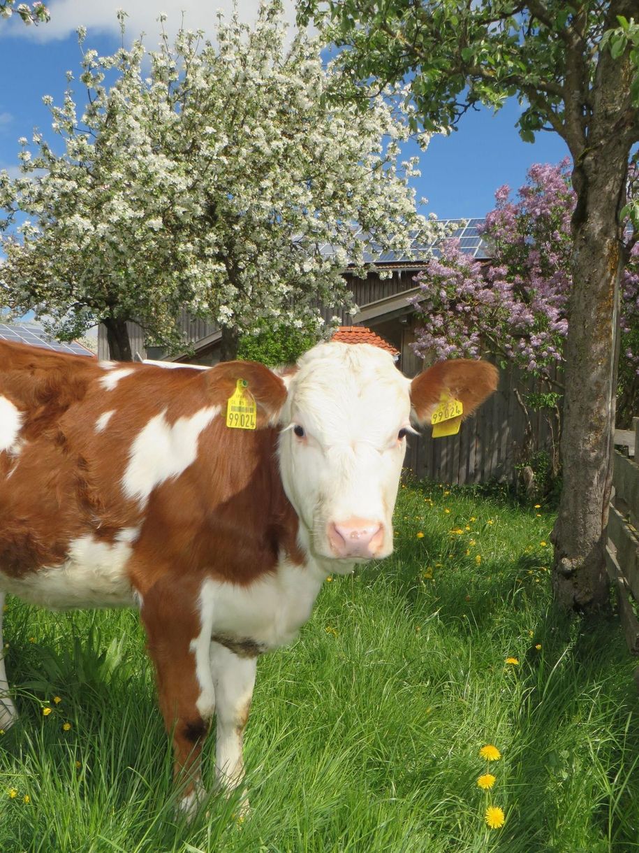 Kalb im Obstgarten