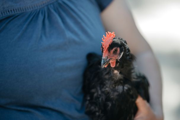 Web_Version-Augsburger Huhn im Arm@Allgäu GmbH, Resi Agentur - Felix Baab