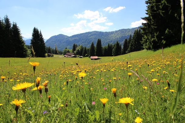 Bergwiese mit Blick auf die Gundhütte