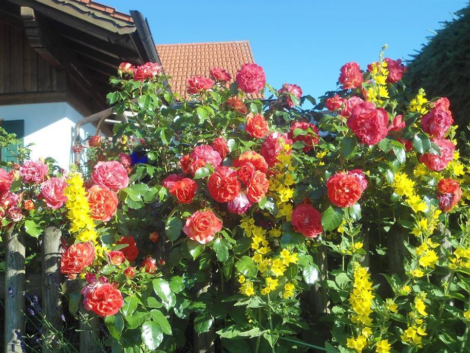 Rosengarten im Juni