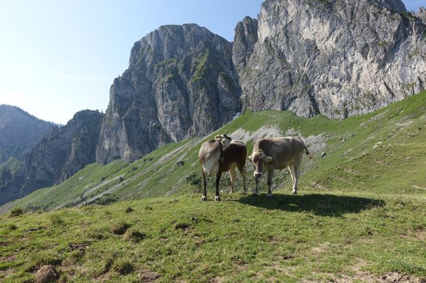 Almvieh auf dem Breitenberg