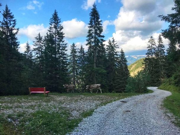 Forstweg Älpele