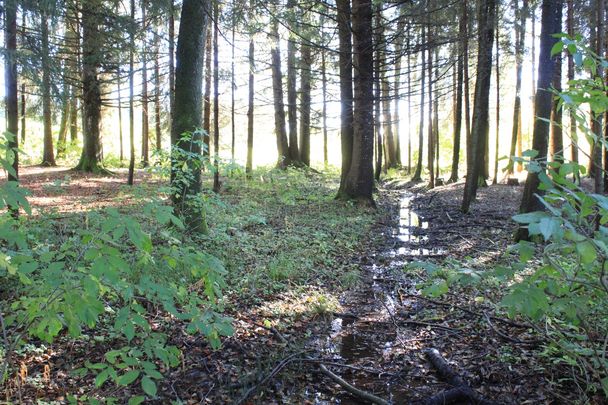 Blick in den Wald vom Wanderweg Wiesleutener Moos