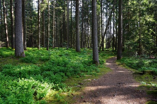 Logenplatz-Route