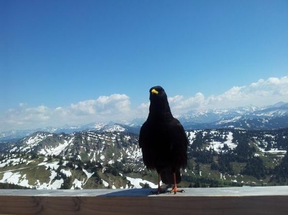 Die Bergkrähe begrüsst Sie auf dem Hochgrat