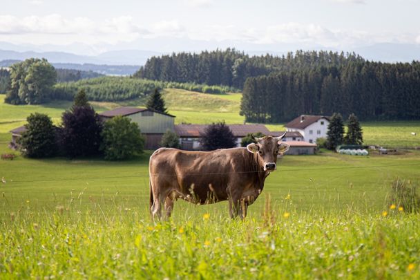 Bad Wurzach | Wanderweg Nr. 11 -  Freipürsch-Runde – auf Waidmanns-Spuren durch Wald und Feld