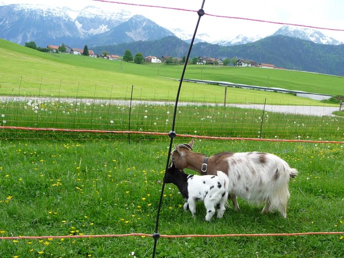 Ziegen Gästehaus Steinacher Hopferried