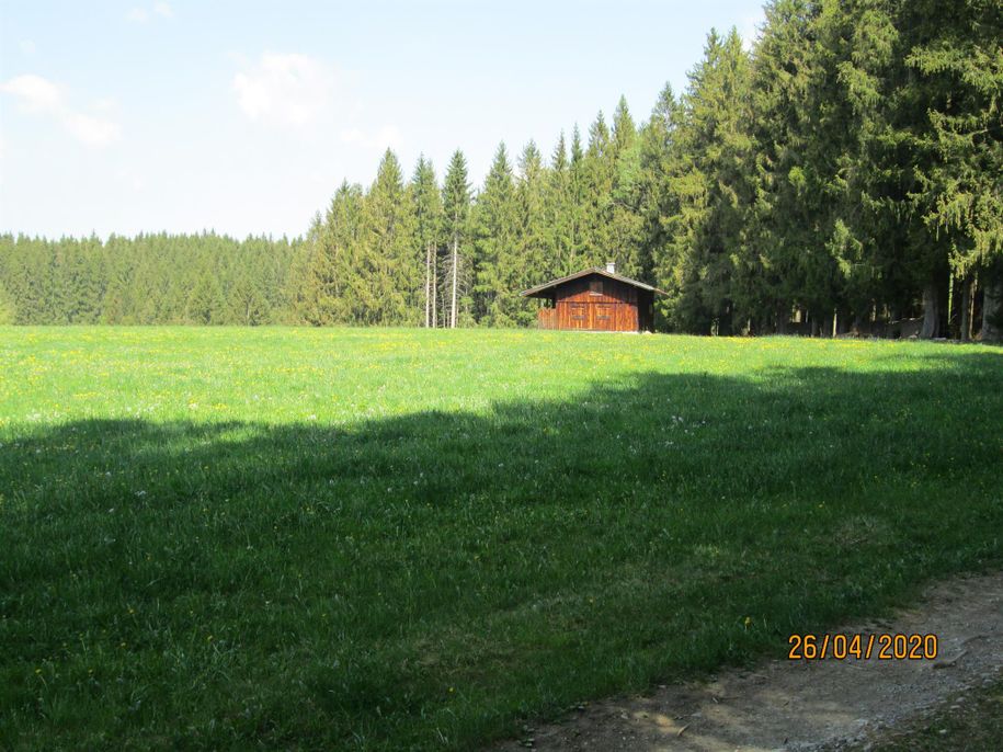 Wandern im Hopferwald