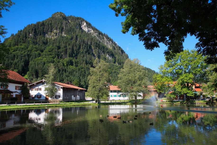 Dorfweiher im  Sommer