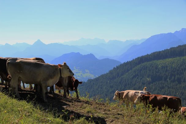 Jungvieh bei der Kappeler Alp