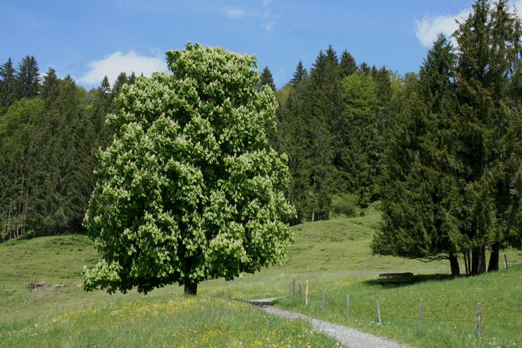 Wanderpfad Richtung Zaumberg