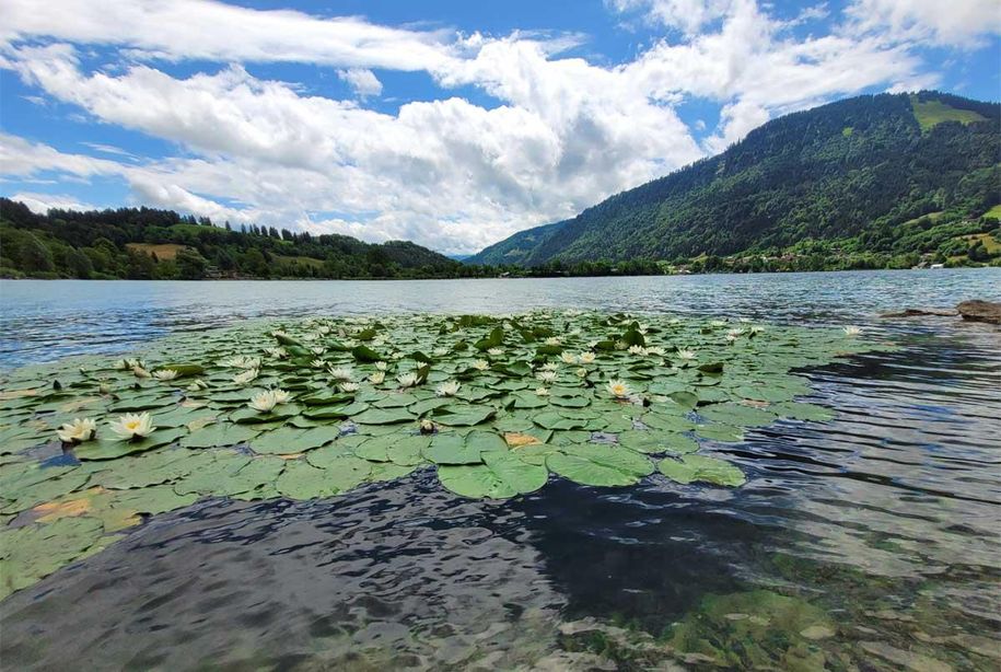 Seerosen am Alpsee